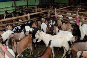 Mengenali Cacat pada Hewan Qurban