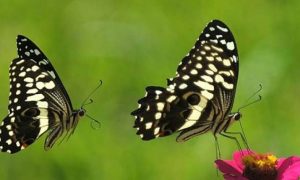 Dengan Siapa Kamu Berteman